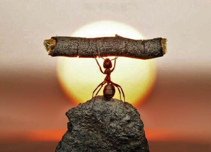 Persistence: the strength of an ant.