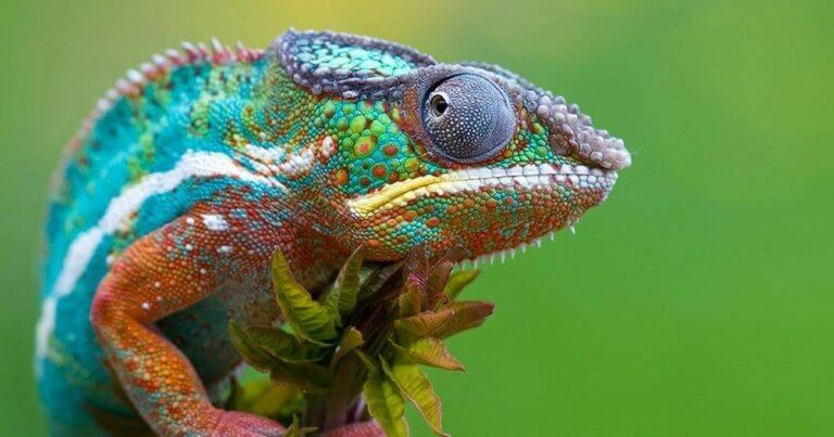 chameleon