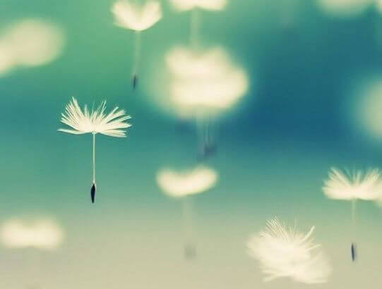 Dandelions floating through the air: a picture of Ho’oponopono