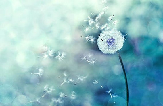 A dandelion representing the consequences in life.
