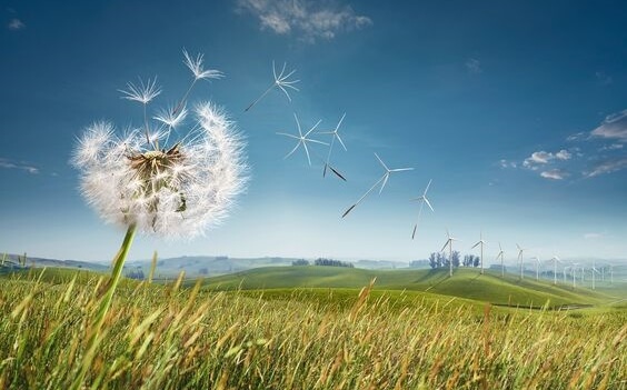 Dandelions.