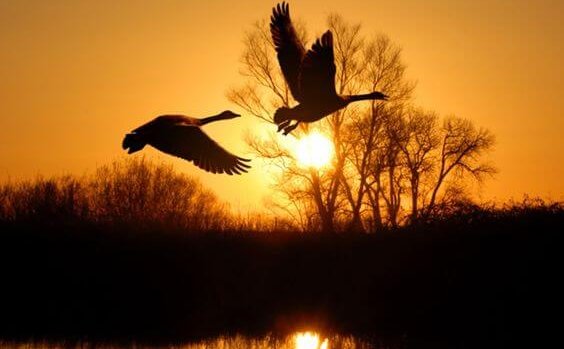 Ducks flying in sunset