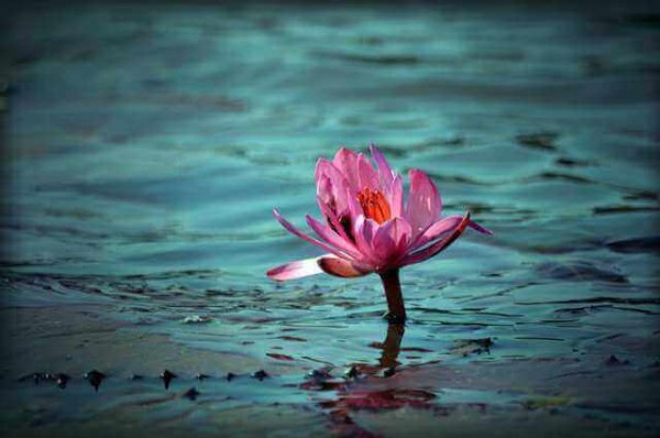 The young generation: a pink flower.