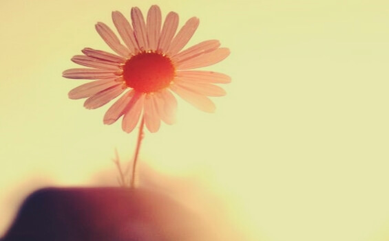 A pink flower in the sunlight: personal crises.