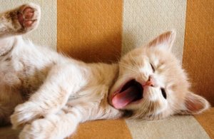 Do You Know What Yawning Signifies?