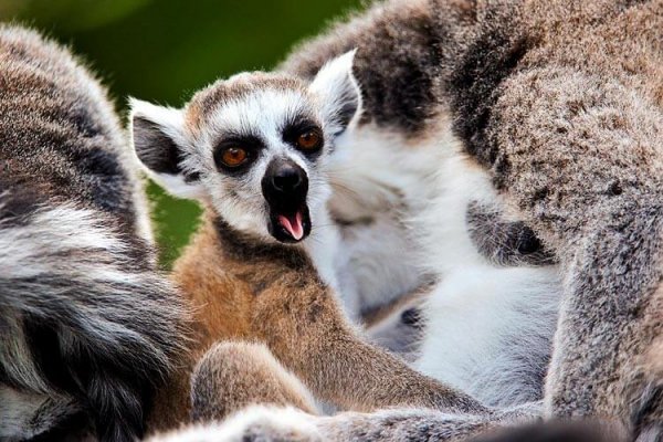 Lemurs yawning.