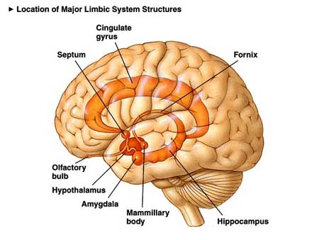 limbic system brain structures