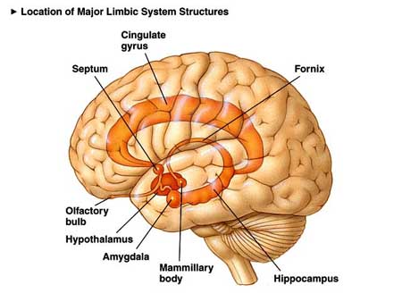 The Limbic System: What Is It and How Does It Work? - Exploring your mind