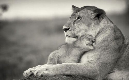 a lion and her cub sharing an intimate hug
