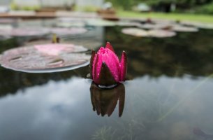 flower in pond