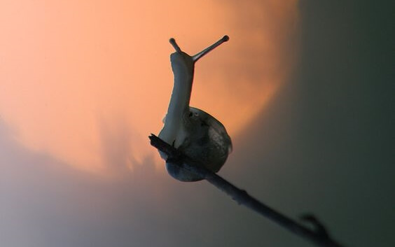 A snail on a stick.