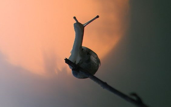 A snail on a stick.
