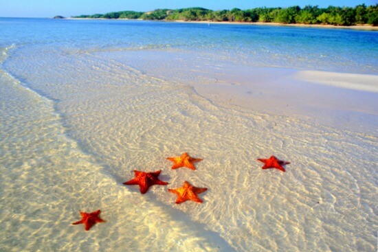 Starfish in the sea at a tropical beach.