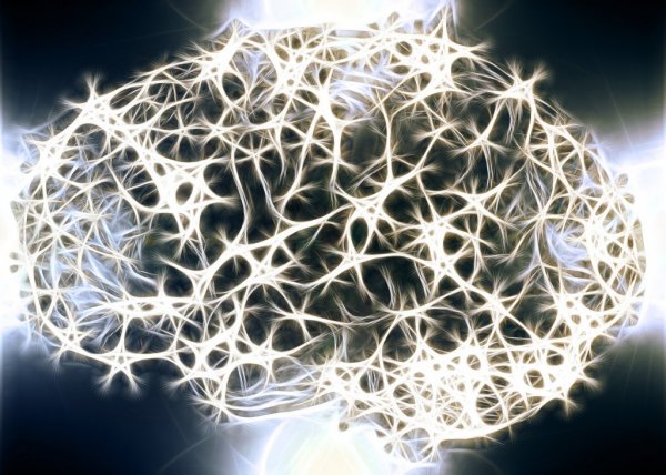 white matter in brain white matter