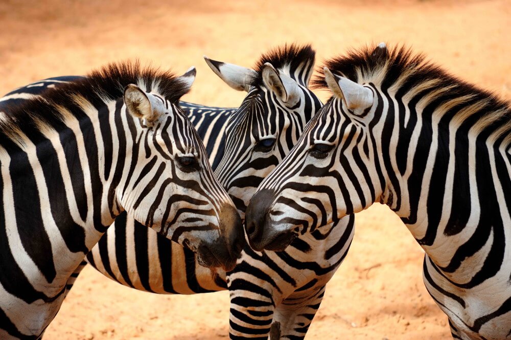 zebras being social chameleons