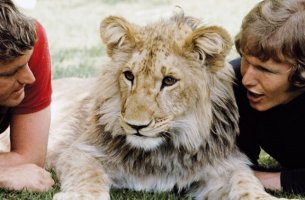 Christian the lion