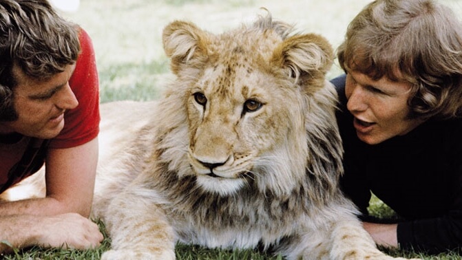 The Heartwarming Story of Christian the Lion