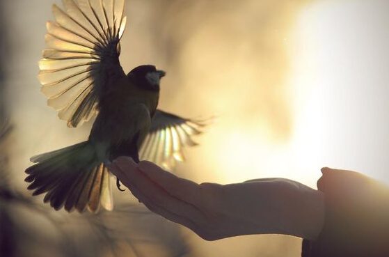 A hummingbird is landing in someones palm.