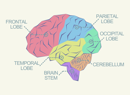 A simple diagram of a brain and its lobes.