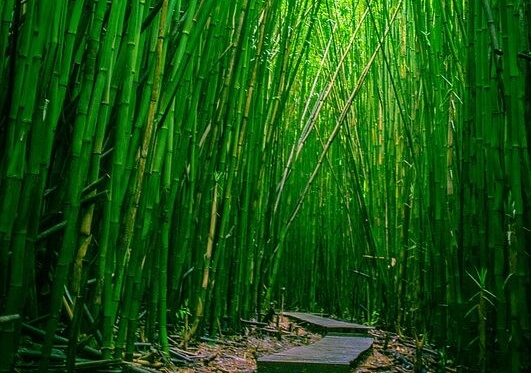 bamboo
