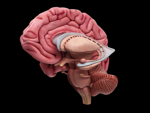 Human brain