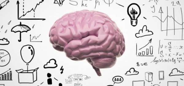 The brain and memory