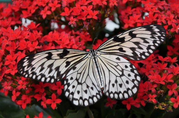 A beautiful butterfly on pink flowers.