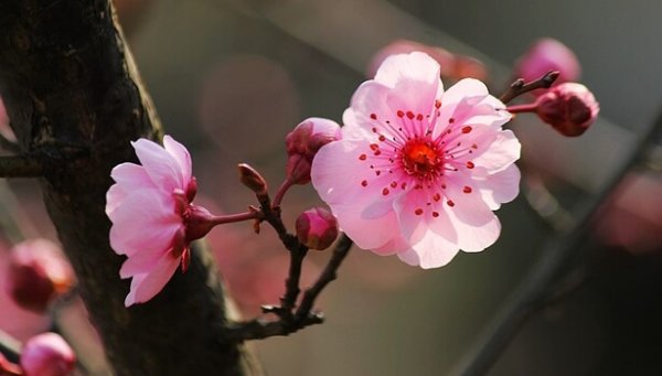 The 5 Keys of Japanese Psychology