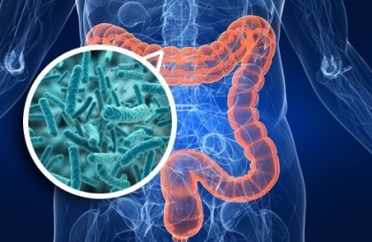 Bacteria in the gut