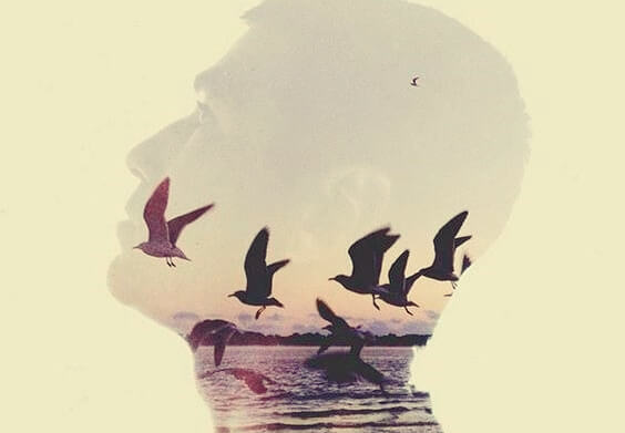 birds