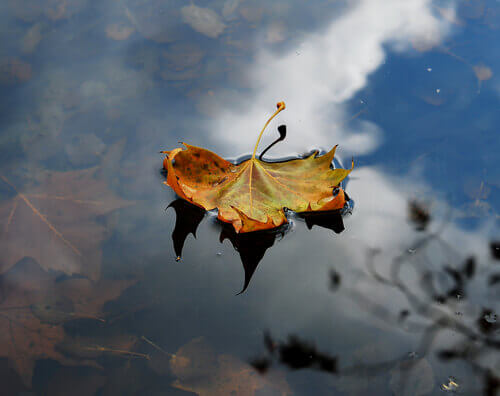 leaf on water