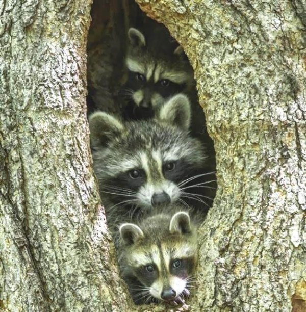 animal family