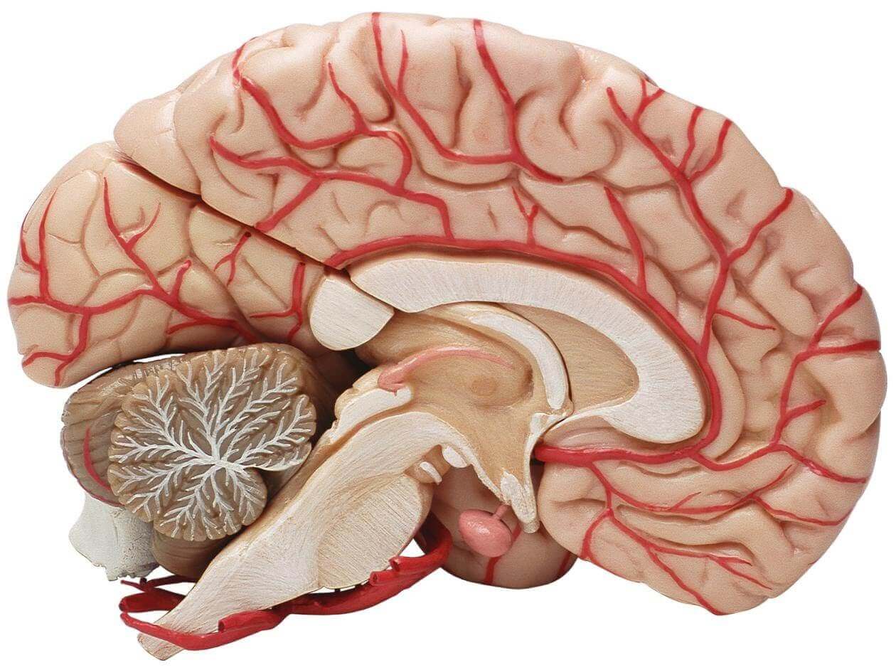A sagital cut of the brain.