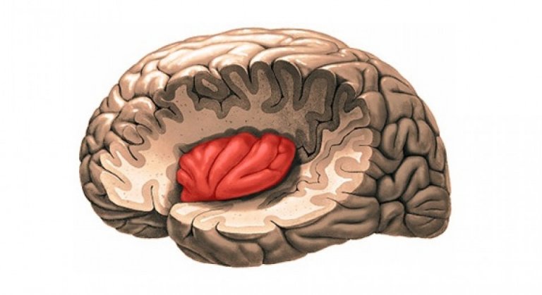 The insula found within a brain.
