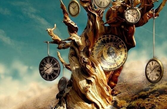 Tree trunks with clocks on