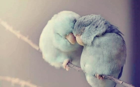 Two little birds are snuggling together.