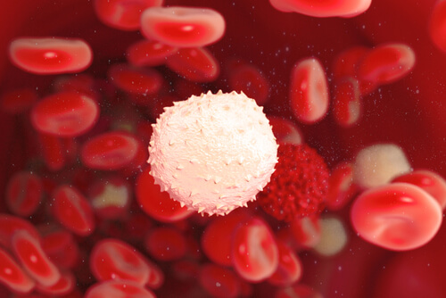 One white blood cell among many red blood cells.