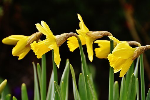 Three yellow flowers.