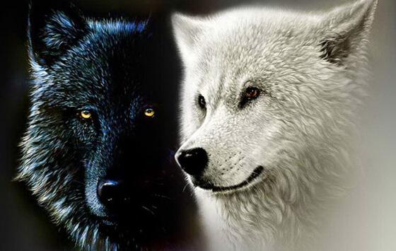 The Cherokee Legend of the Two Wolves, or Our Inner Forces