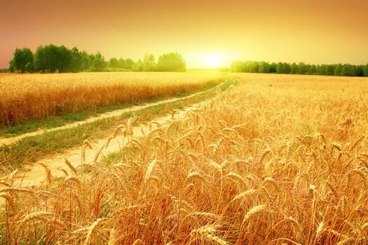 A shining field of wheat.