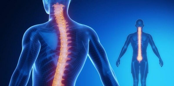 The Spinal Cord: Anatomy and Physiology