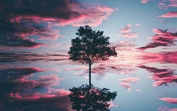 tree in the sky
