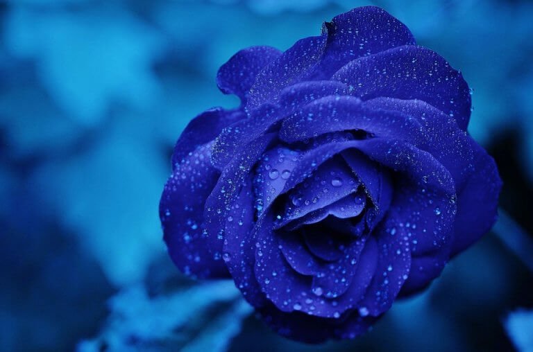 A blue flower with dew drops.
