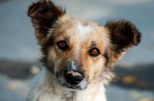photo of dog