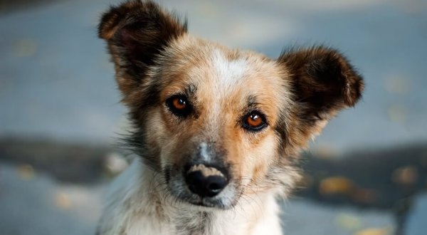 dog photo of dog