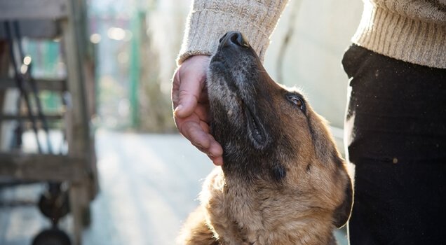 A dog and a man.