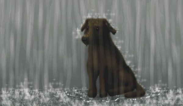 Dog sitting in the rain