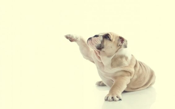 Dog raising its paw: the story of the curious puppy.