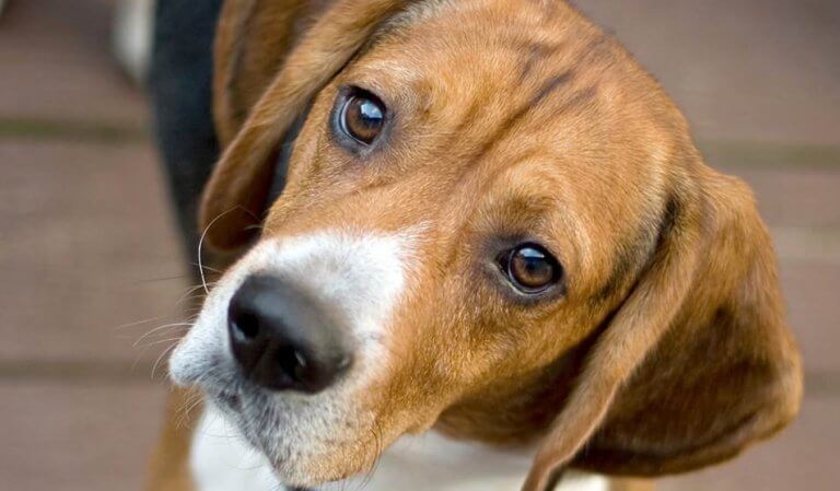 "Unacceptable" grief, loss of a dog.