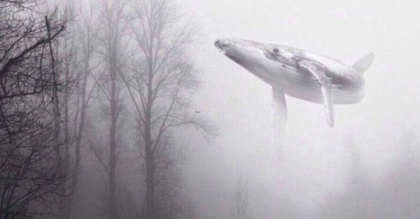 A flying whale in the woods